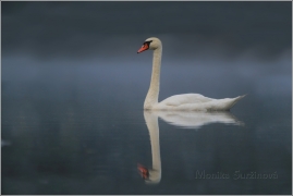 <p>Labuť velká (Cygnus olor) –--- /Mute schwan – Höckerschwan/</p>